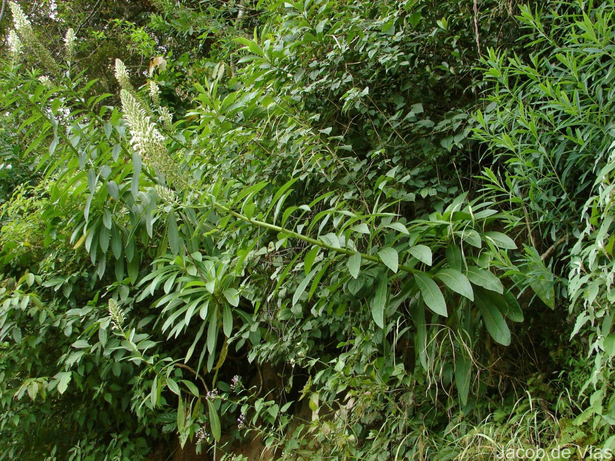 Lobelia nicotianifolia Roth